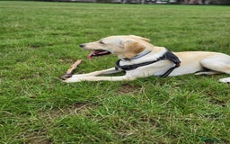 Labrador Retriever dogs for stud: Gold Labrador  - Image 3