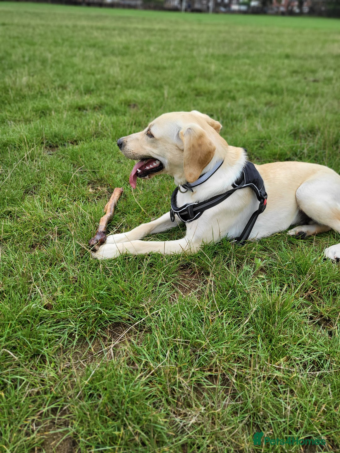 Labrador Retriever dogs for stud: Gold Labrador  - Image 3