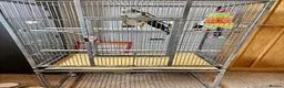 Cockatiels birds for sale: 3 mixed cockatiels 1 hand tame with 2 cages  - Advert 3