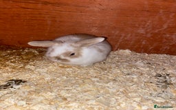 Mini Lop rabbits for sale: 2 beautiful baby girl bunnies  - Image 11