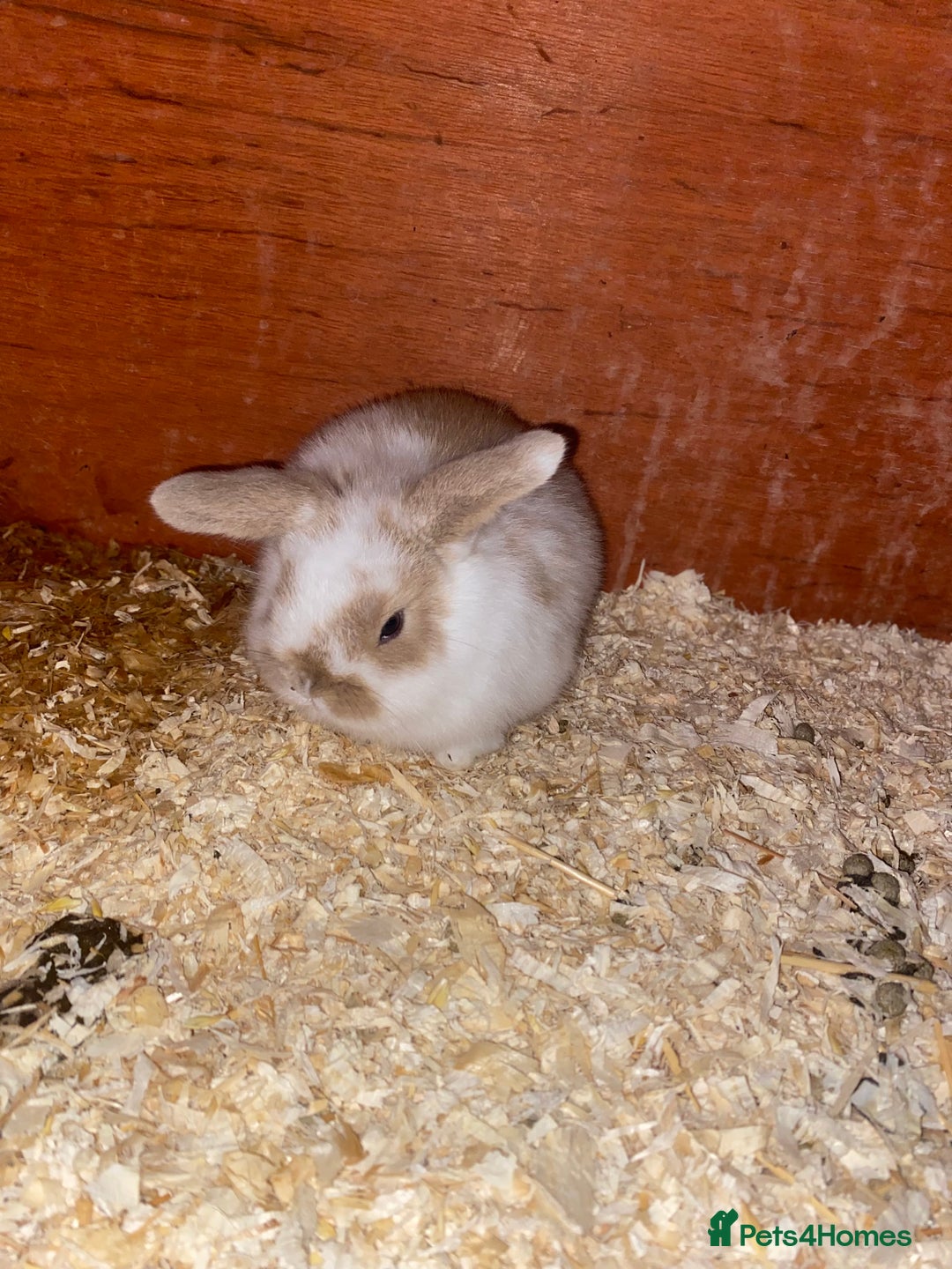 Mini Lop rabbits for sale: 2 beautiful baby girl bunnies  - Image 11