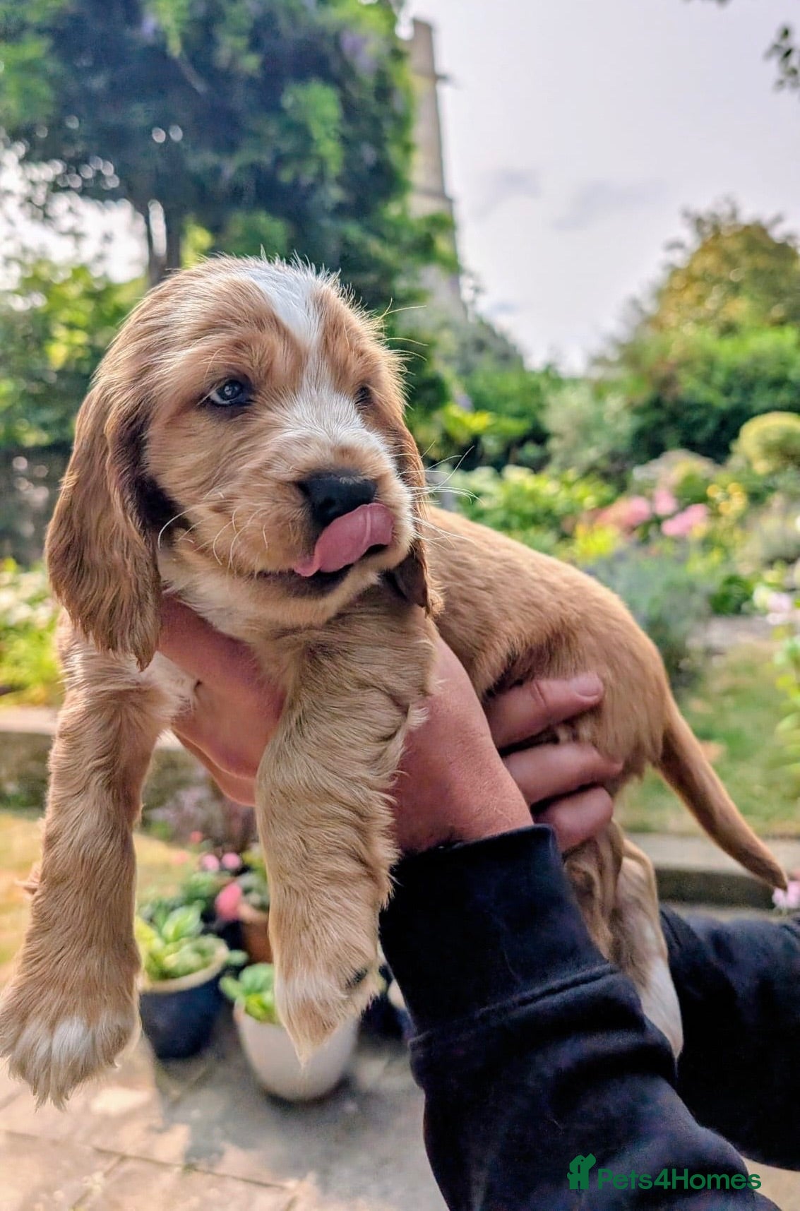 Cocker Spaniel dogs LAST MALE LEFT!! - KC REG Show cocker spaniels  - Advert 6