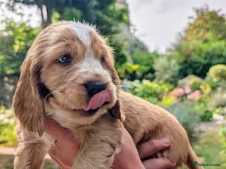 Cocker Spaniel dogs LAST MALE LEFT!! - KC REG Show cocker spaniels - Advert 6