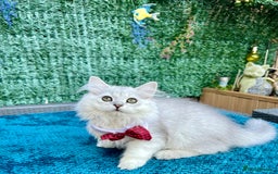 British Longhair cats for sale: READY NOW ‼️🏆British Longhair Boy.GCCF  - Image 15