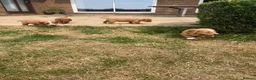 Cocker Spaniel dogs for sale: OFTW Kc working cocker spaniel pups  - Advert 8