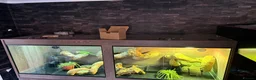 Iguana reptiles for sale: Green iguana 11 months old plus set up - Advert 13