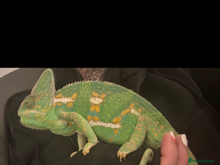 Chameleon reptiles for sale - Advert 1
