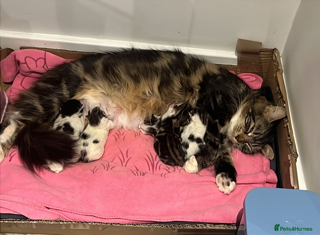 Mixed Breed cats for sale: Beautiful mixed kittens  - Image 9