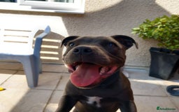 Staffordshire Bull Terrier dogs for sale: 6 month old kc registered Staffordshire bull  - Image 1
