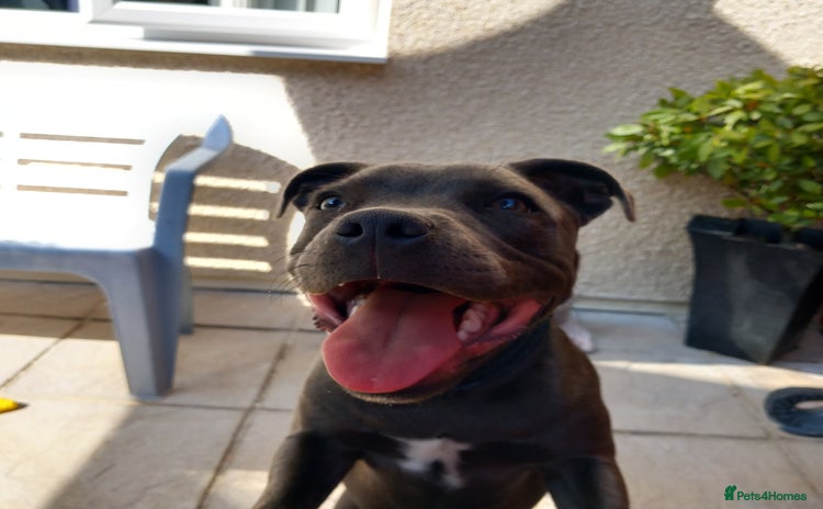 Staffordshire Bull Terrier dogs - Advert 2