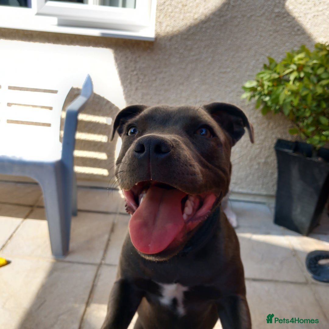 Staffordshire Bull Terrier dogs for sale: 6 month old kc registered Staffordshire bull  - Image 1