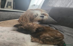 Shih Tzu dogs for sale: Female  - Image 5