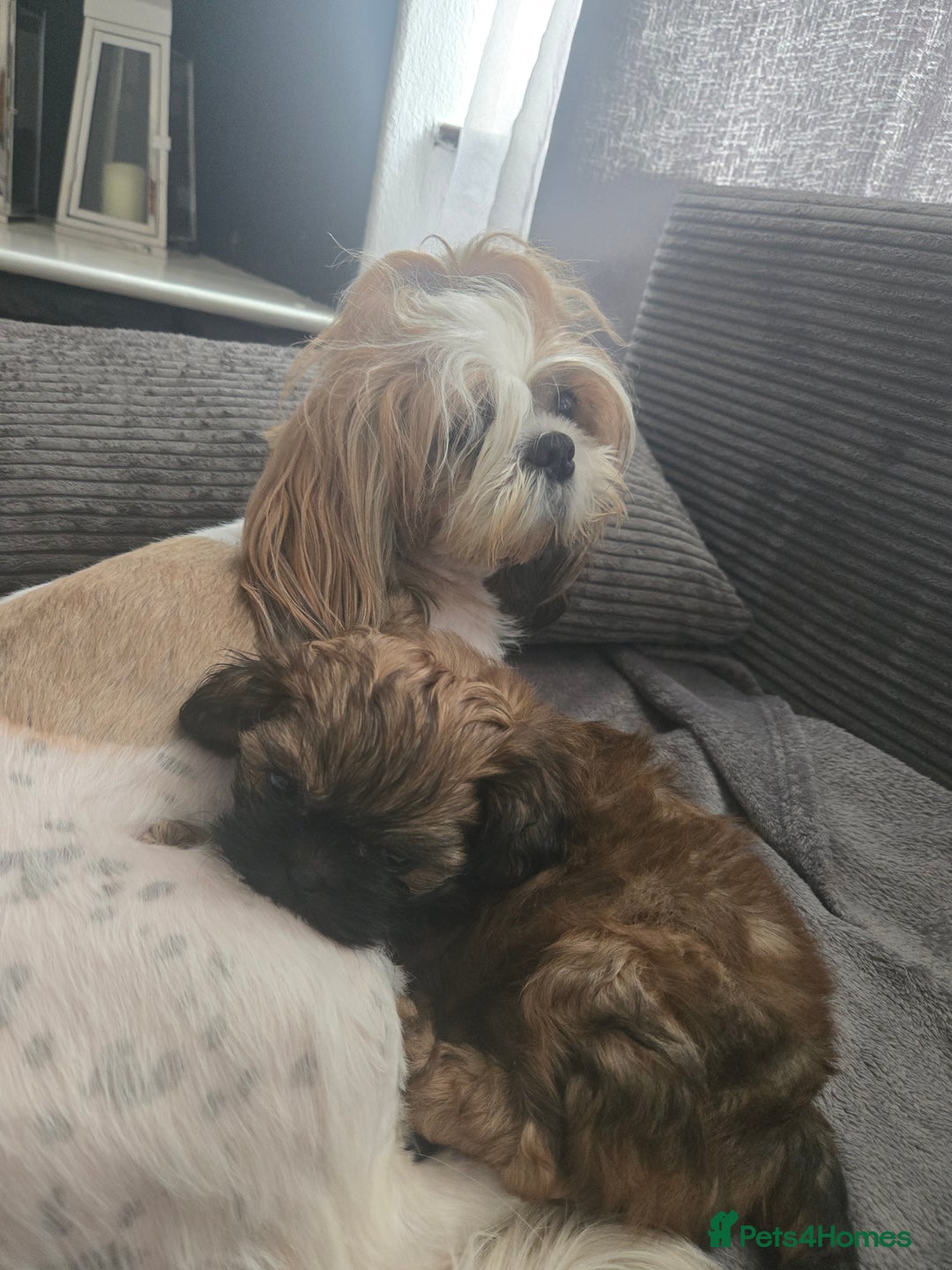 Shih Tzu dogs for sale: Female  - Image 5