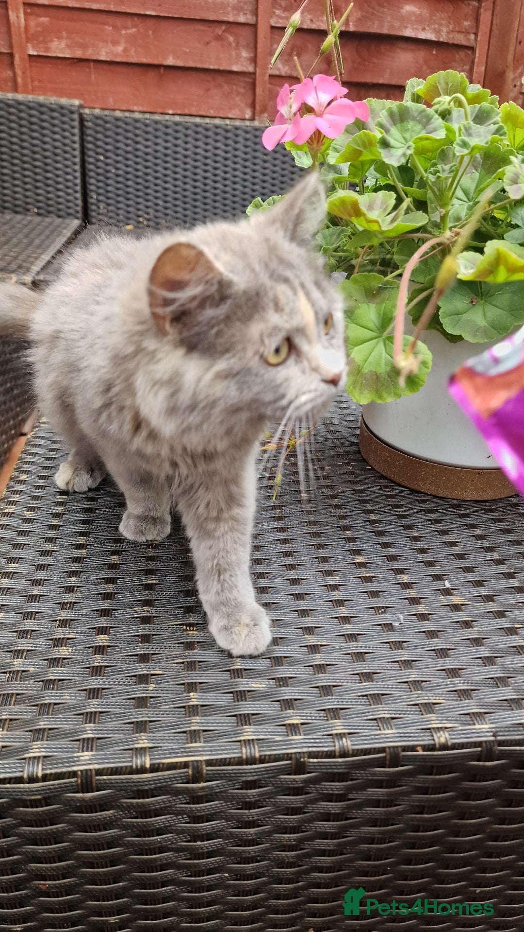 British Longhair cats for sale: British long hair - Image 6