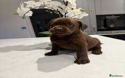 Labrador Retriever dogs for sale: Adorable chunky chocolate Labrador puppies  - Image 5