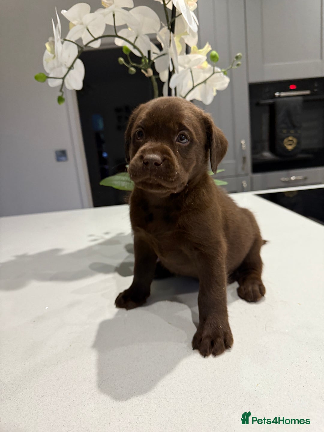 Labrador Retriever dogs for sale: Adorable chunky chocolate Labrador puppies  - Image 5