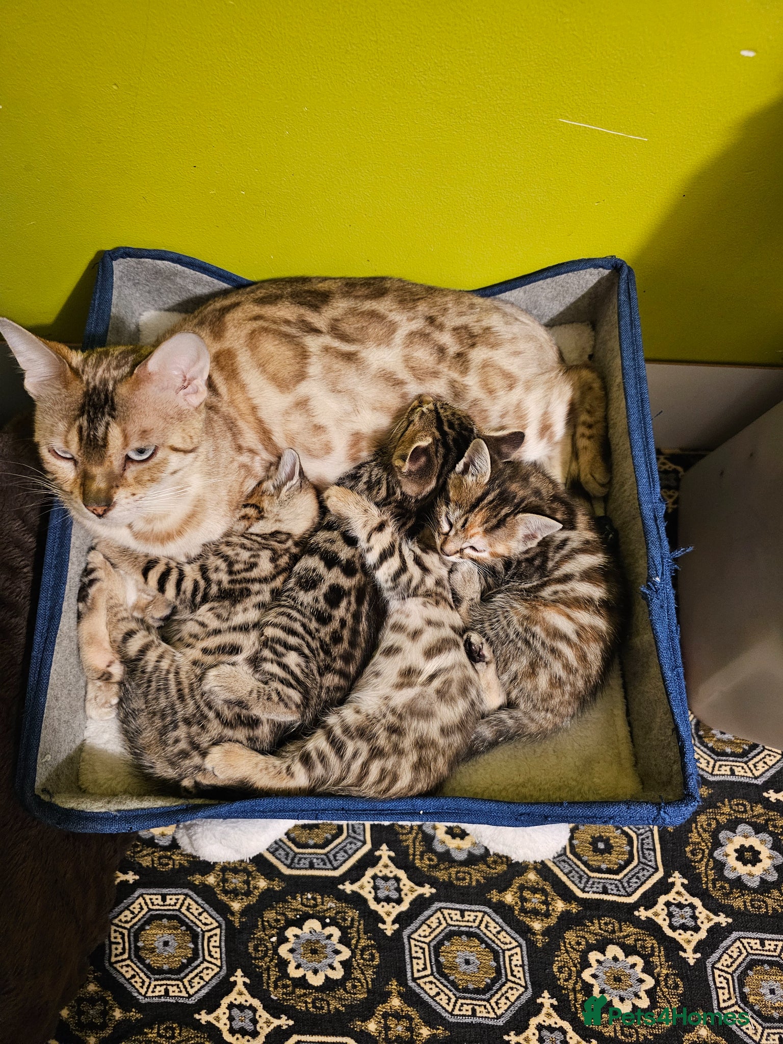 Bengal cats Bengal kittens for sale  - Advert 1