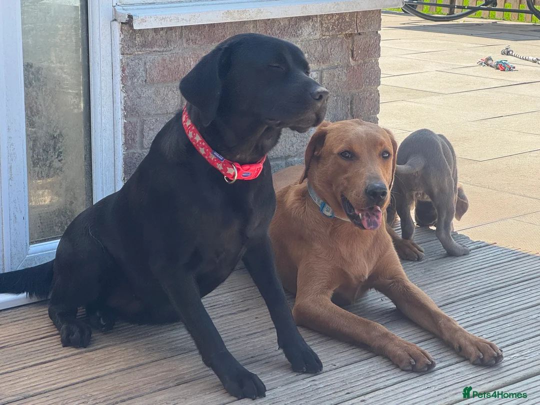 Labrador Retriever dogs for stud: KC REGISTERED LABRADOR STUD  - Advert 10