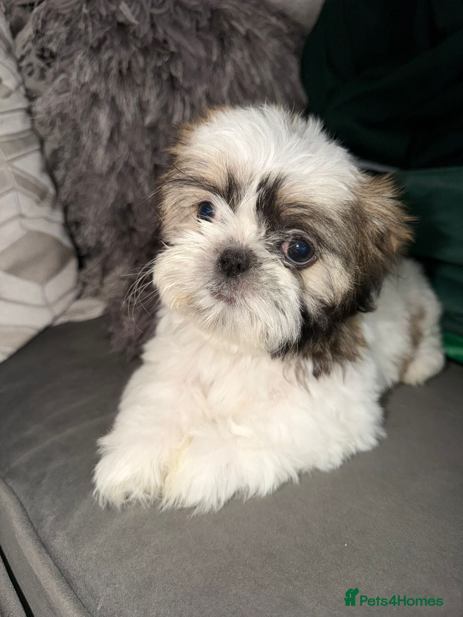 Shih Tzu dogs DONT MISS OUT ! Gorgeous Shih Tzu's  - Advert 17