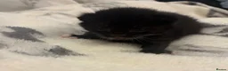 Domestic Shorthair cats for sale:  3 kittens  - Advert 6