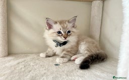 Ragdoll cats for sale: Beautiful Ragdolls 3 🩵 Boys 2 Girls 🩷 - Image 5