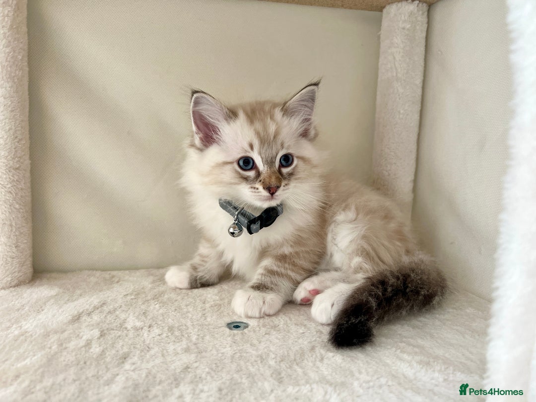 Ragdoll cats for sale: Beautiful Ragdolls 3 🩵 Boys 2 Girls 🩷 - Image 5