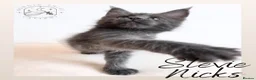 Maine Coon cats for sale: High Smoke, Smoke and Solid Pedigree Maine Coon’s - Advert 31