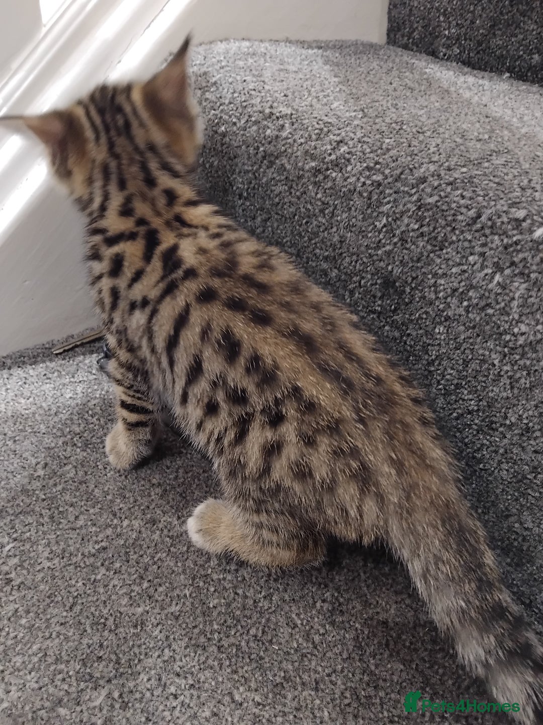 Mixed Breed cats for sale: Cross breed kittens - Advert 4