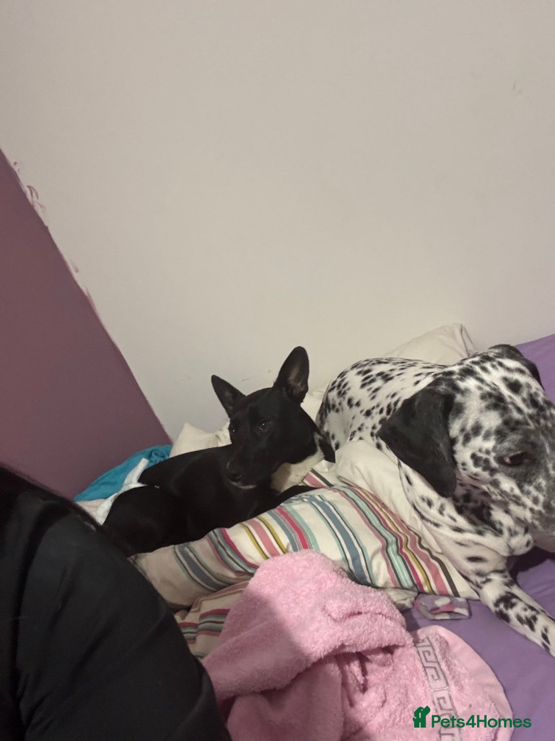 Mixed Breed dogs for sale: Border collie cross staffie  - Advert 6