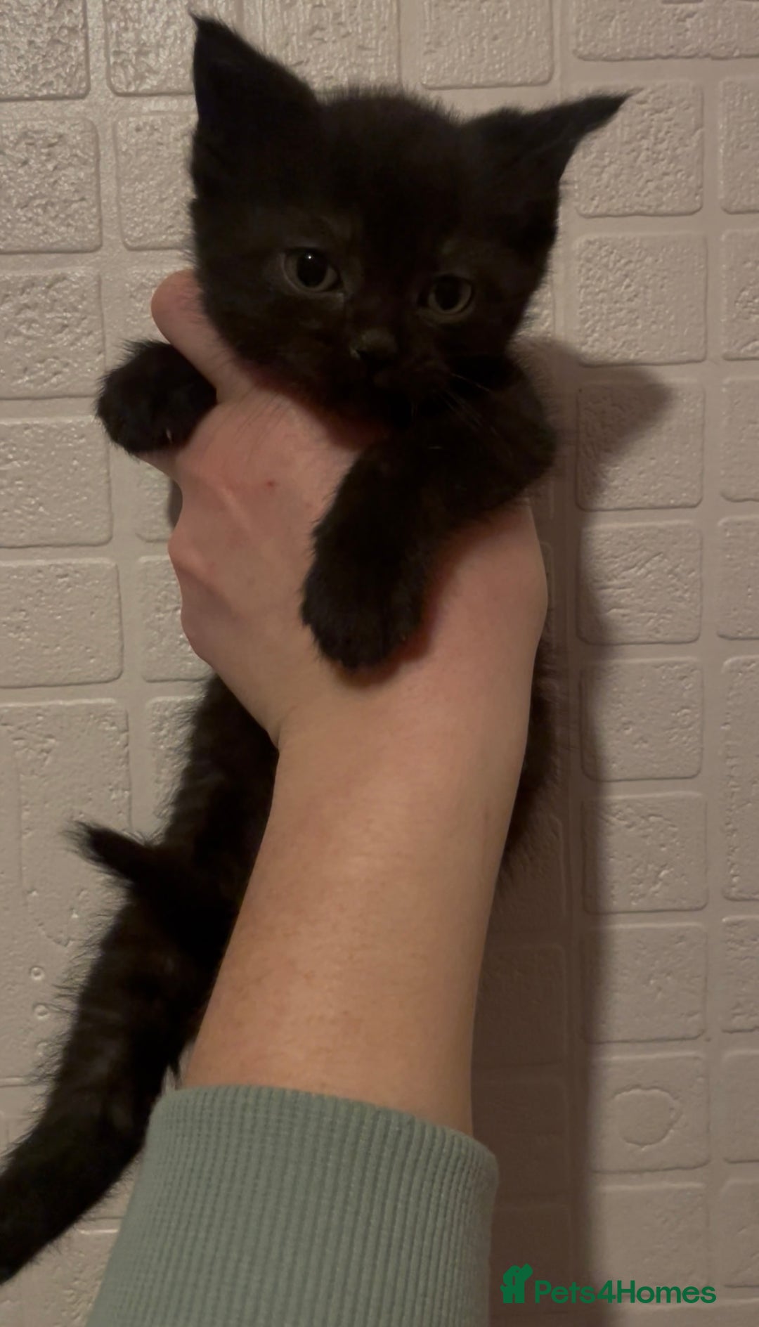 Domestic Shorthair cats for sale: Kittens ready to reserve  - Advert 6