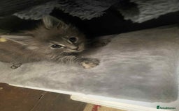 Maine Coon cats for sale: Xl mainecoon kittens full breed non reg  - Image 14