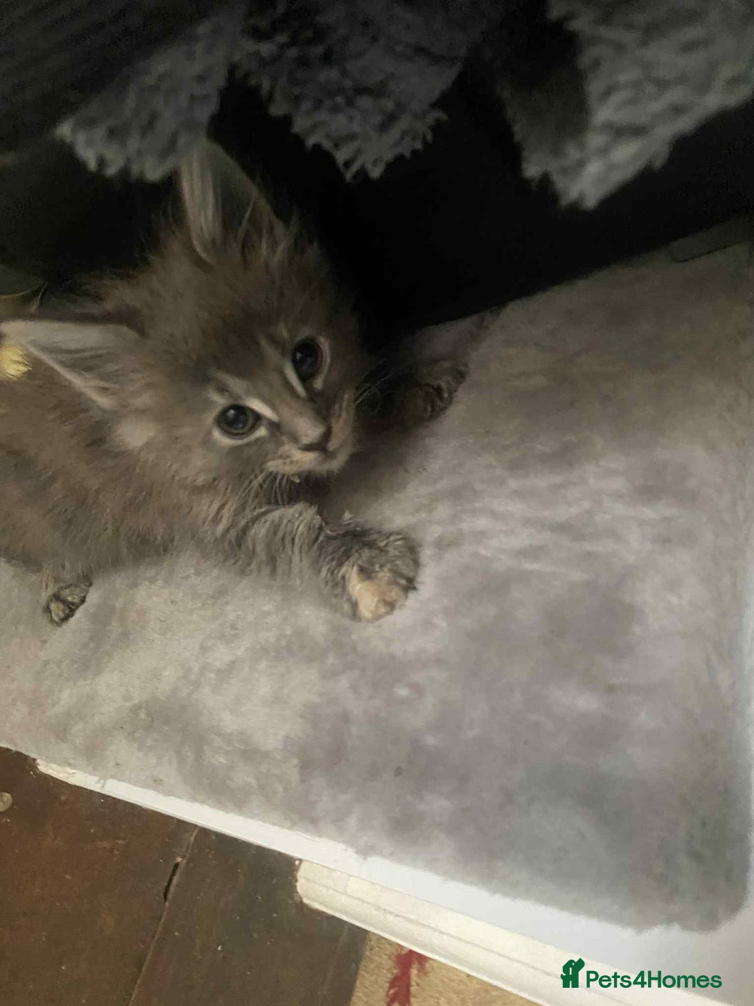 Maine Coon cats for sale: Xl mainecoon kittens full breed non reg  - Image 14