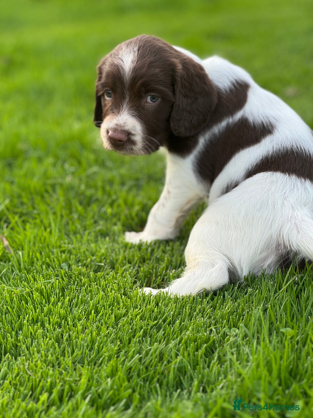 English Springer Spaniel dogs for sale: KC Registered Working Springer Spaniels  - Image 19