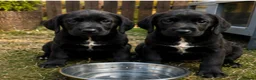 Springador dogs for sale: Springador Puppies🐶 - Advert 5
