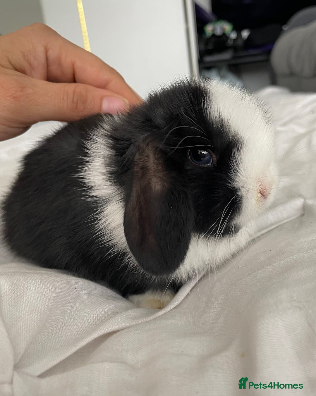 Mini Lion Lop rabbits for sale: for sale mini lop  - Advert 2