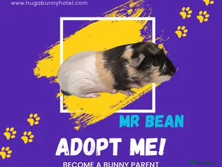 Guinea Pig rodents Mr Bean - Advert 7
