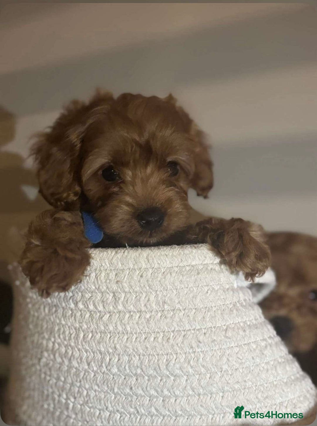 Miniature Poodle dogs for sale: Gorgeous apricot miniature poodle puppies - Image 4