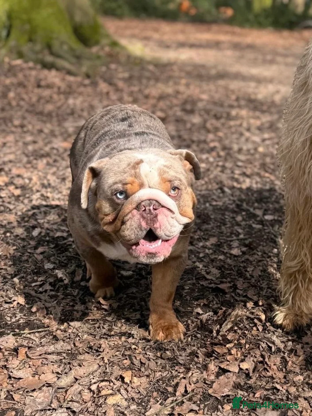 English Bulldog dogs for stud: Merle English mini bulldog in Henley-on-Thames - Advert 2