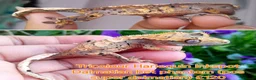 Gecko reptiles for sale: Juvinile Crested Geckos various morphs  - Advert 6