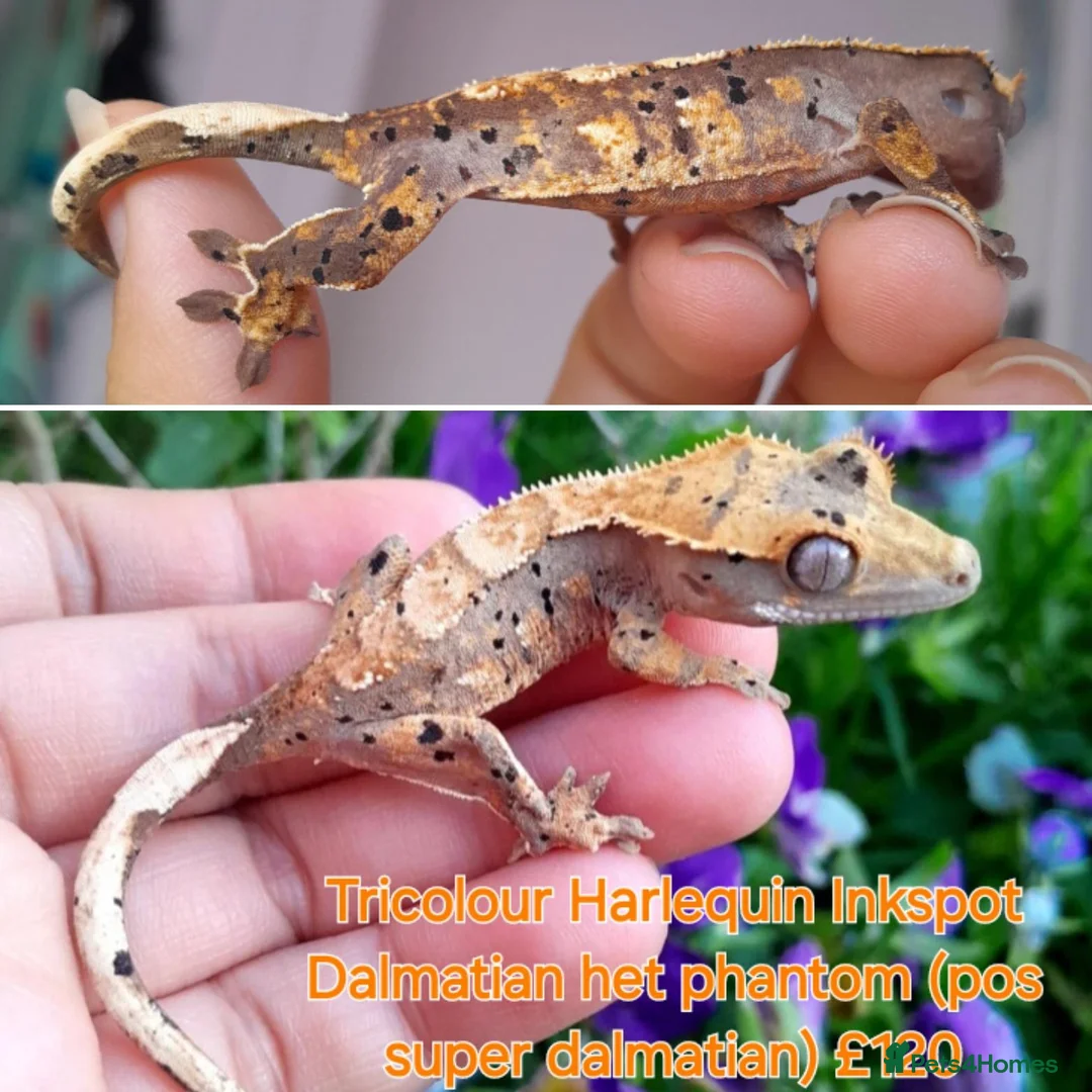 Gecko reptiles for sale: Juvinile Crested Geckos various morphs  - Advert 6