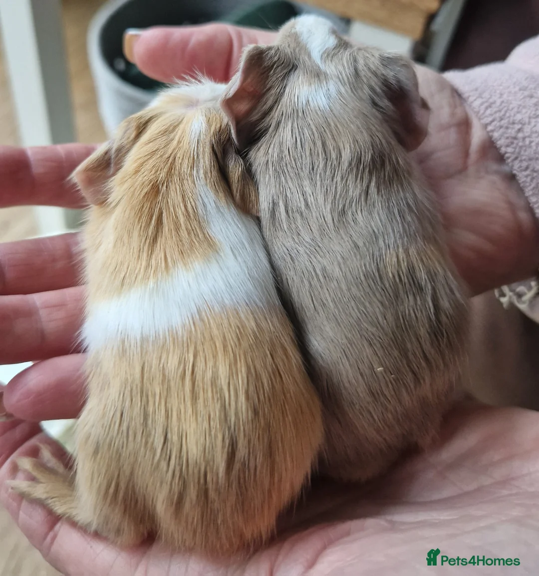 Guinea Pig rodents for sale: Two bond boys will be ready on 6th march 26  - Advert 2