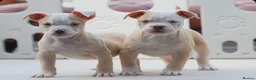 Olde English Bulldogge dogs for sale: 24 years 5⭐️Licensed & Registered, uk No 1  - Advert 17