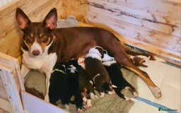 Border Collie dogs for sale: Border collie puppies  - Image 17