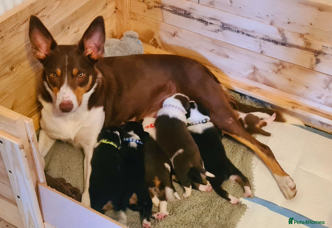 Border Collie dogs for sale: Border collie puppies  - Image 17