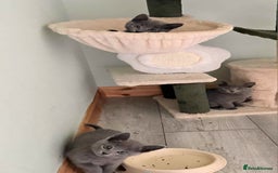 Russian Blue cats for sale: Beautiful full Russian blue kittens  - Image 6