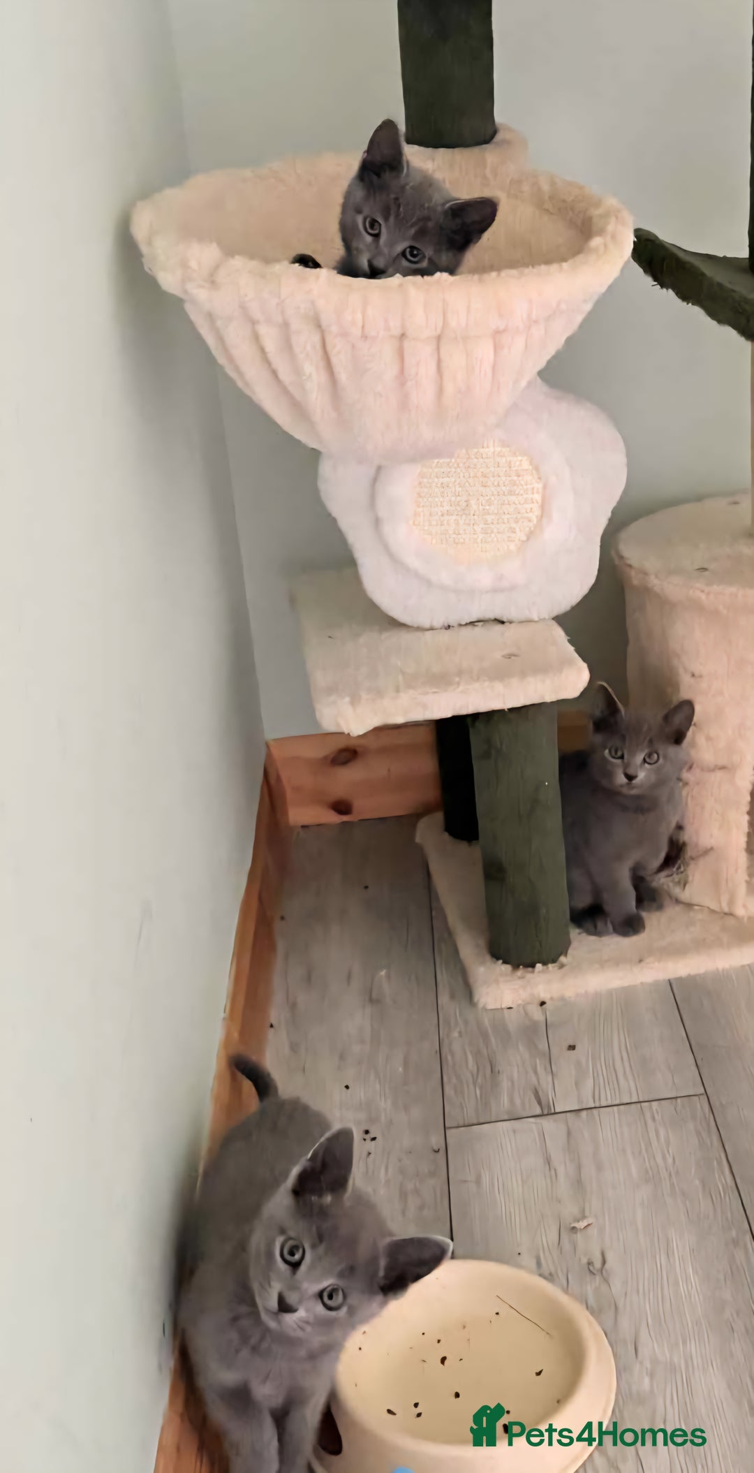 Russian Blue cats for sale: Beautiful full Russian blue kittens  - Image 6