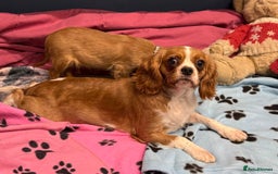 Cavalier King Charles Spaniel dogs for sale: Cavalier king Charles  Ruby's puppy's   - Image 6