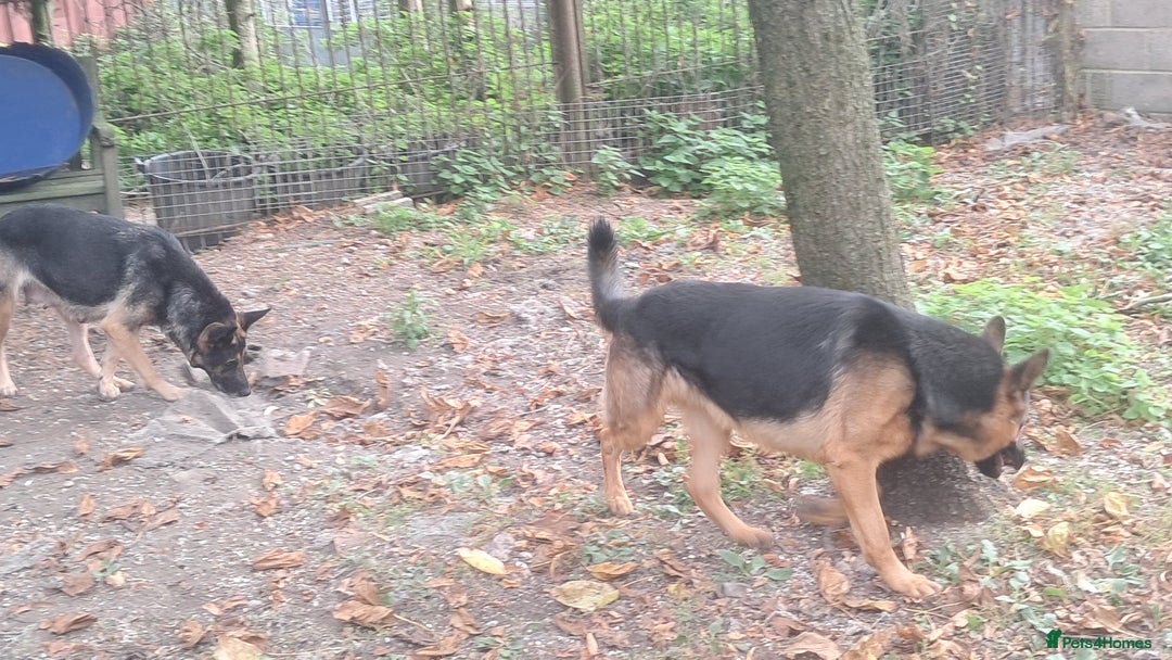 German Shepherd dogs for sale: KC reg German Shepherds, Loving family pups - Image 4