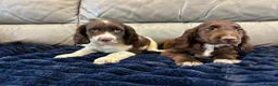 Cocker Spaniel dogs for sale: Cocker spaniel puppies ready now  - Advert 6