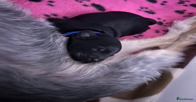 Yorkiepoo dogs - Advert 8